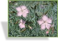 Nelke, Federnelke, Dianthus plumarius 'Rosa'