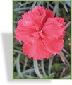 Nelke, Federnelke, Dianthus plumarius 'David'