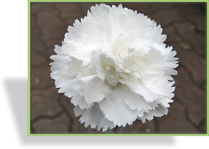 Nelke, Federnelke, Dianthus plumarius 'Haytor'