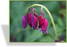 Zwergherzblume