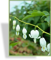 Tränendes Herz, Dicentra spectabilis 'Alba'