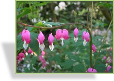 Tränendes Herz, Dicentra spectabilis