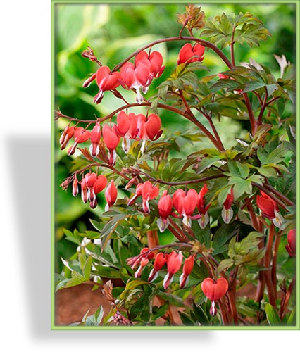 Tränendes Herz, Dicentra spectabilis 'Valentine'