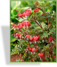 Tränendes Herz, Dicentra spectabilis 'Valentine'
