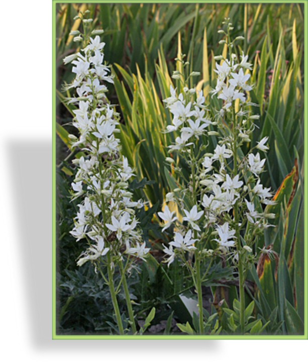 Brennender Busch, Diptam, Dictamnus albus 'Albiflorus'