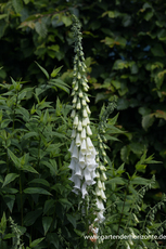 Fingerhut, Roter Fingerhut, Digitalis purpurea 'Snow Thimble'