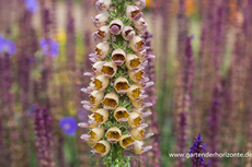 Fingerhut, Rostfarbiger Fingerhut, Digitalis ferruginea 'Gelber Herold'