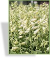 Fingerhut, Großblütiger Fingerhut, Digitalis grandiflora 'Carillon'