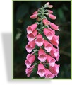 Fingerhut, Digitalis x mertonensis