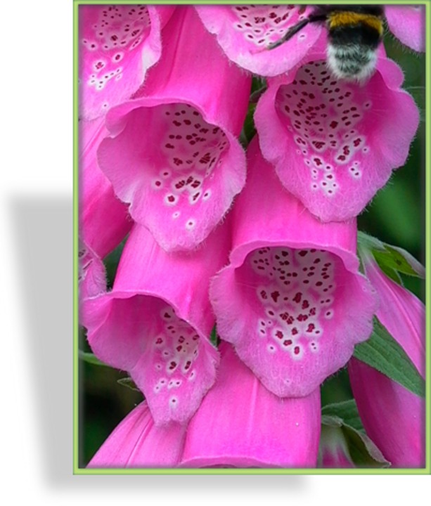 Fingerhut, Roter Fingerhut, Digitalis purpurea 'Gloxiniaeflora'