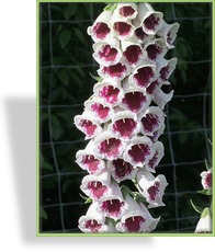 Fingerhut, Roter Fingerhut, Digitalis purpurea 'Pams Choice'