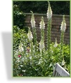 Fingerhut, Roter Fingerhut, Digitalis purpurea 'Alba'