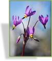 Götterblume, Dodecatheon meadia