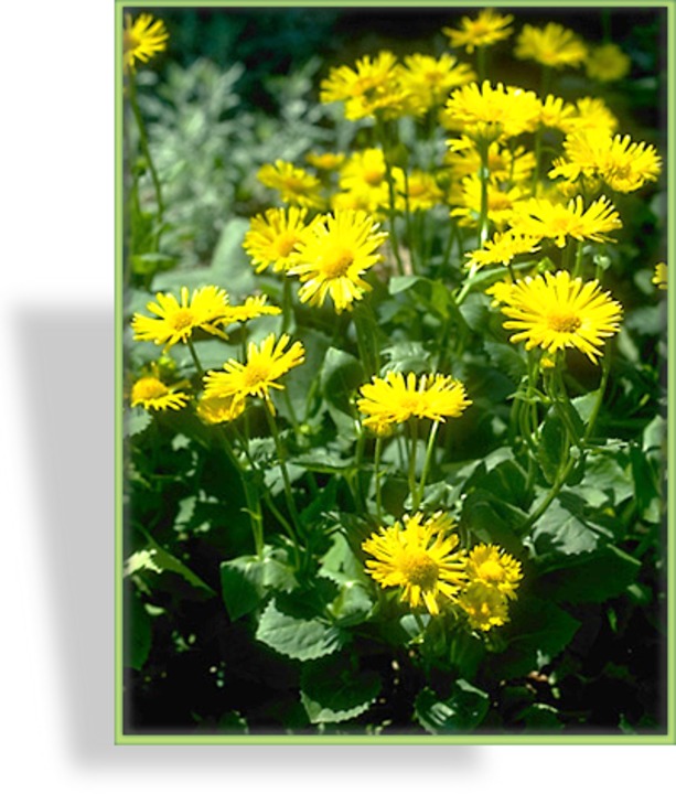 Gemswurz, Doronicum orientale 'Little Leo'