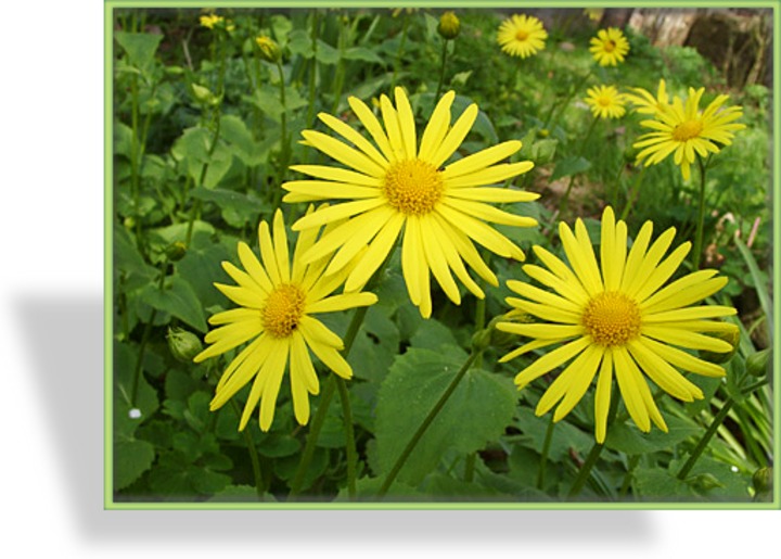 Gemswurz, Doronicum orientale 'Magnificum'