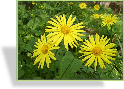 Gemswurz, Doronicum orientale 'Magnificum'