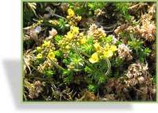 Hungerblümchen, Draba bruniifolia