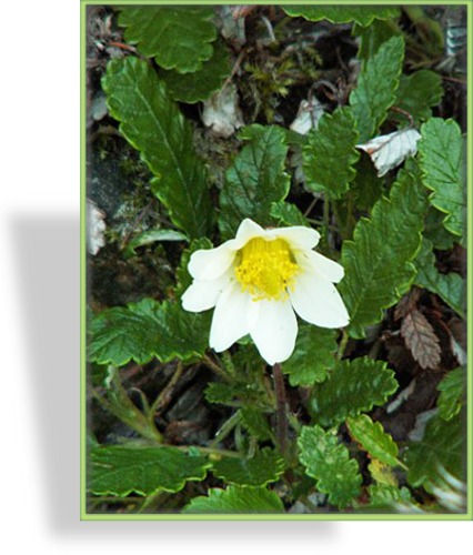 Silberwurz, Dryas suendermanii