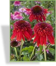 Sonnenhut, Echinacea purpurea 'Eccentric'