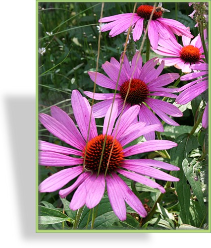 Sonnenhut, Echinacea purpurea 'PowWow Wildberry'