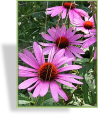 Sonnenhut, Echinacea purpurea 'PowWow Wildberry'