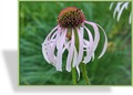 Sonnenhut, Bleicher Scheinsonnenhut, Echinacea pallida