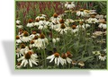 Sonnenhut, Echinacea purpurea 'Alba'