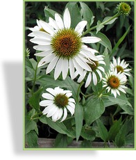 Sonnenhut, Echinacea purpurea 'Baby Swan White'