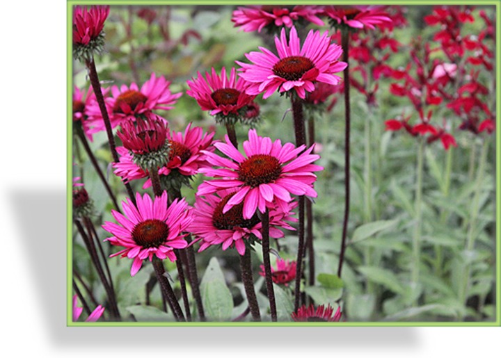 Sonnenhut, Echinacea purpurea 'Fatal Attraction'
