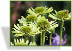 Sonnenhut, Echinacea purpurea 'Green Jewel'