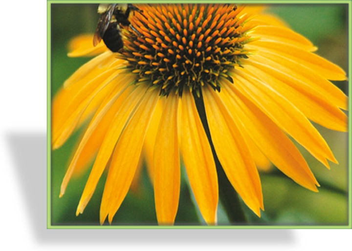 Sonnenhut, Echinacea purpurea 'Harvest Moon'