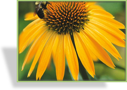 Sonnenhut, Echinacea purpurea 'Harvest Moon'