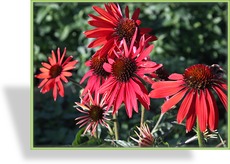 Sonnenhut, Echinacea purpurea 'Hot Summer'