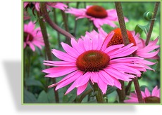 Sonnenhut, Echinacea purpurea 'Leuchtstern'