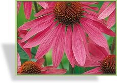 Sonnenhut, Echinacea purpurea 'Magnus'