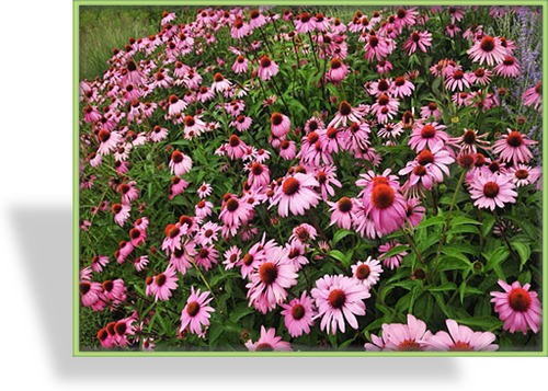 Sonnenhut, Echinacea purpurea 'Rubinstern'