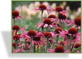 Sonnenhut, Echinacea purpurea 'Sundown'