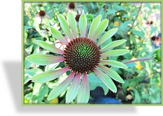 Sonnenhut, Echinacea purpurea 'Green Envy'