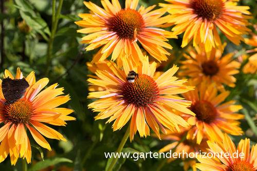 Scheinsonnenhut, Echinacea purpurea 'Big Kahuna'