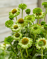 Scheinsonnenhut, Echinacea purpurea 'SunSeekers Apple Green'