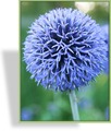 Kugeldistel, Echinops ritro