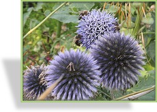 Kugeldistel, Echinops ritro 'Veitchs Blue'