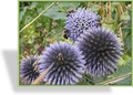 Kugeldistel, Echinops ritro 'Veitchs Blue'