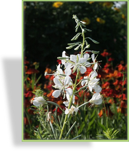Weidenröschen, Epilobium angustifolium f. albiflorum