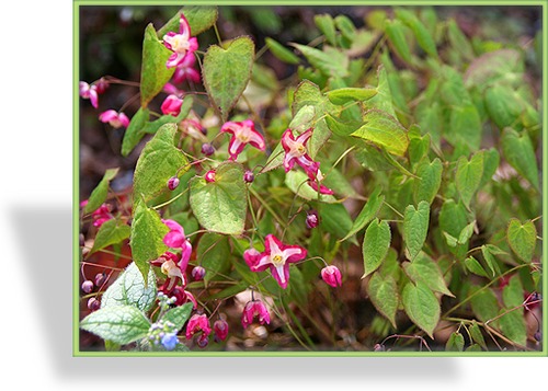 Elfenblume, Epimedium rubrum