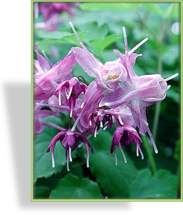 Elfenblume, Epimedium grandiflorum 'Lilafee'