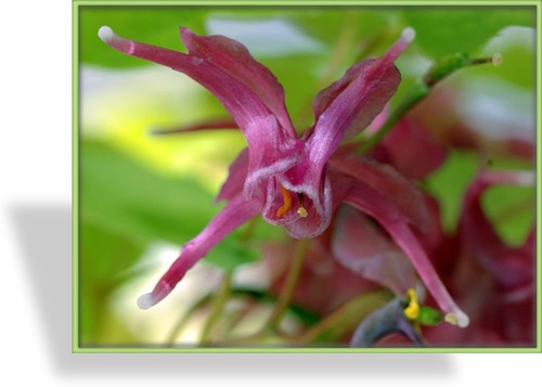 Elfenblume, Epimedium grandiflorum 'Rose Queen'