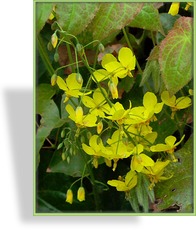 Elfenblume, Epimedium x perralchicum 'Frohnleiten'