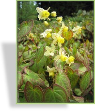 Elfenblume, Epimedium versicolor 'Sulphureum'