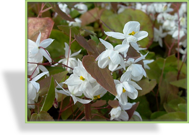 Elfenblume, Epimedium youngianum 'Niveum'